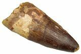 Fossil Spinosaurus Tooth - Real Dinosaur Tooth #343633-1